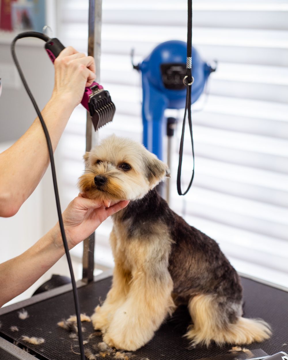 Salon de toilettage canin — scénarios de fidélisation Fylo