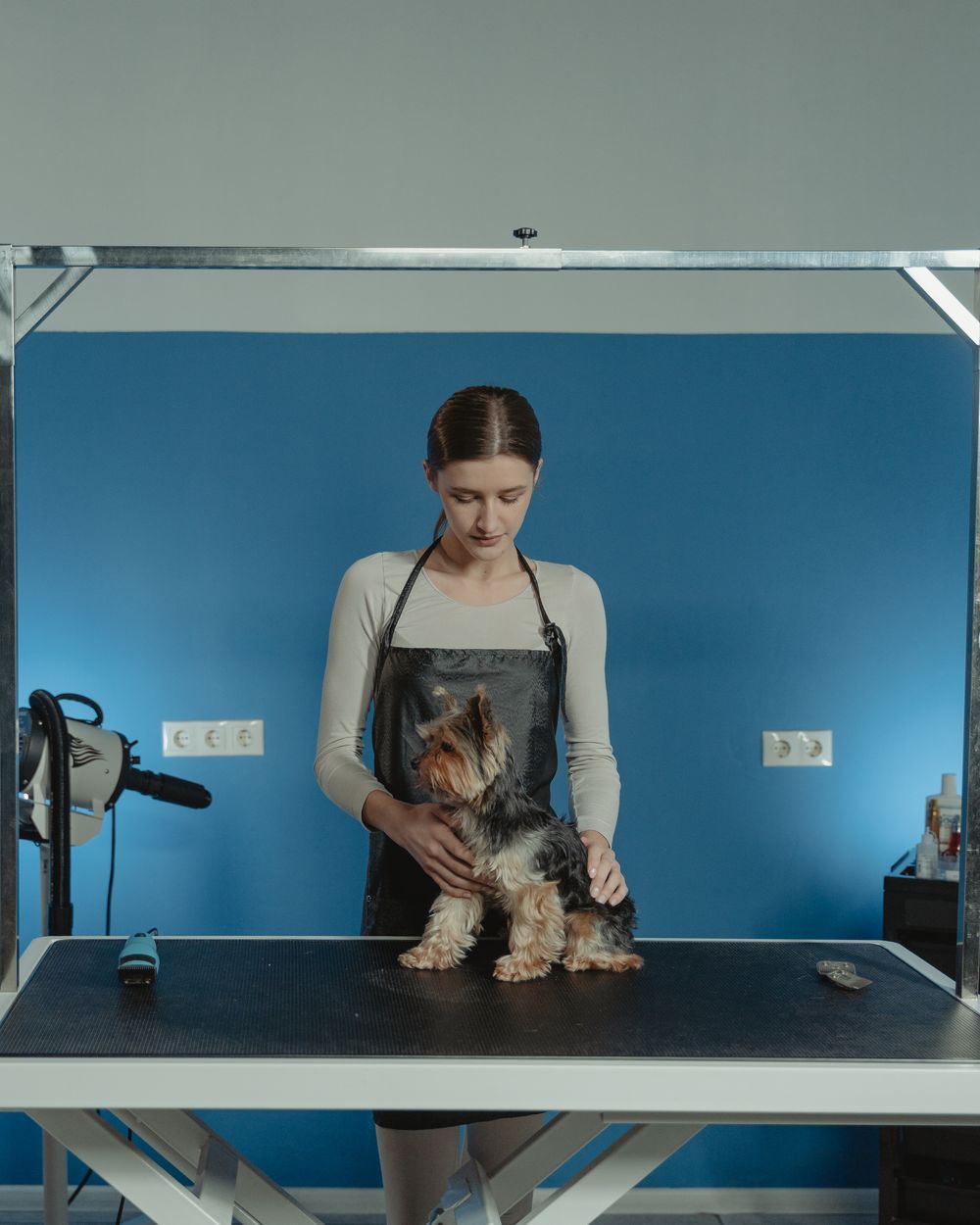 Toilettage canin — fidélité Fylo